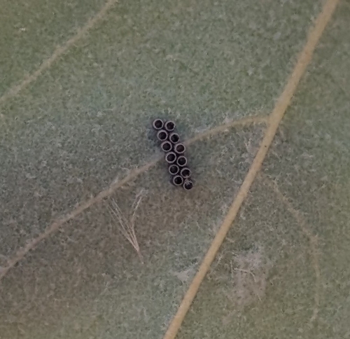 iNaturalist observation photo of Stink Bugs, Shield Bugs, and Allies