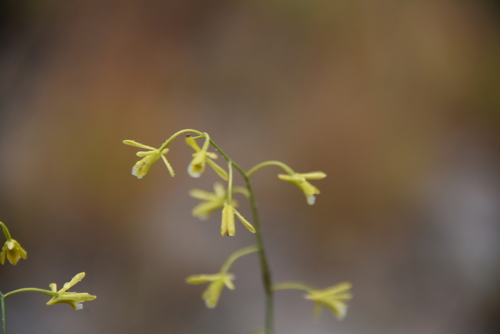 Eulophia ramosa image