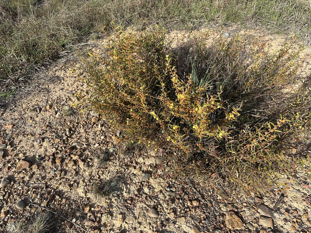 Acacia lanigera; photograph (c) prossington, some rights reserved (CC BY)