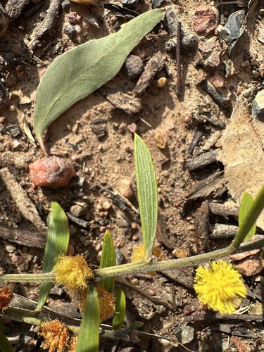 Woolly Wattle (Acacia lanigera)