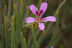 Pelargonium laevigatum oxyphyllum