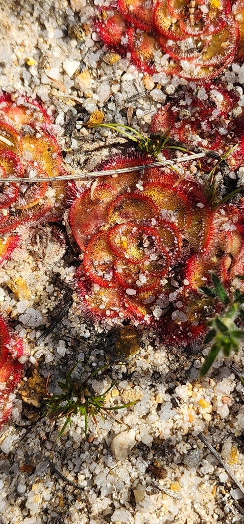 Drosera zonaria Planch. 3