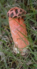 Lysurus periphragmoides