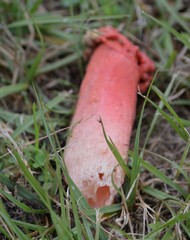 Lysurus periphragmoides