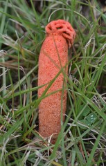 Lysurus periphragmoides