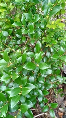 Lindera akoensis