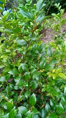 Lindera akoensis