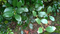Lindera akoensis