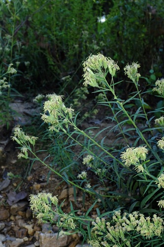 Ozark False Boneset (Brickellia ozarkana)
