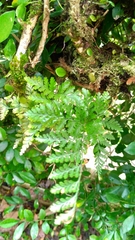 Davallia trichomanoides
