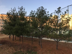 Pinus
