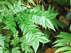 Archidendron clypearia