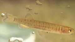 Galaxias truttaceus