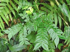 Archidendron clypearia