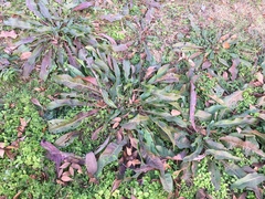 Tracheophyta