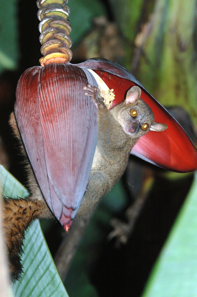 Northern Giant Mouse Lemur