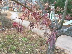 Tracheophyta