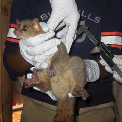Northern Giant Mouse Lemur photo 2