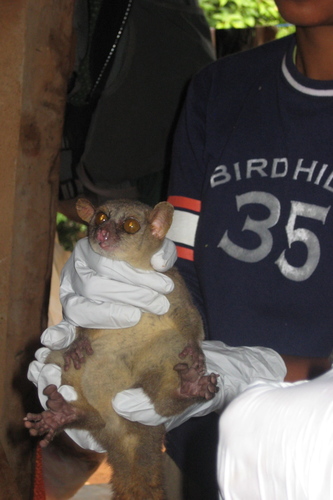 Northern Giant Mouse Lemur