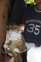Northern Giant Mouse Lemur photo 3