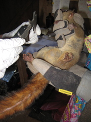 Northern Giant Mouse Lemur photo 4
