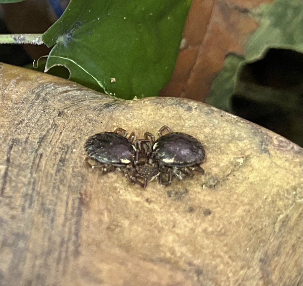Amblyomma humerale