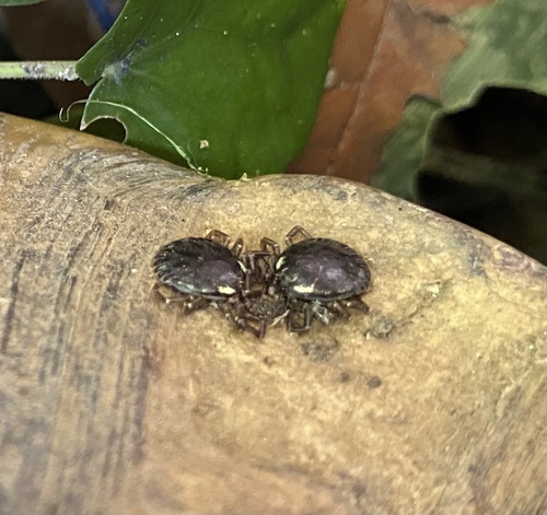 Amblyomma humerale