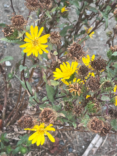 Puget sound gumweed (Grindelia integrifolia)