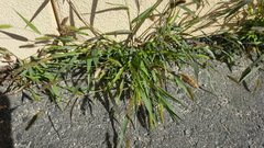 Setaria viridis