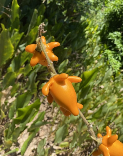 Nipplefruit (Solanum mammosum)