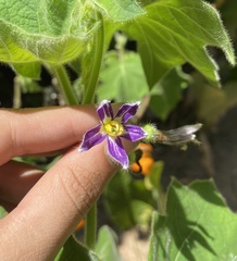 Solanum mammosum, photograph (c) Raquel Mondino, some rights reserved (CC BY)