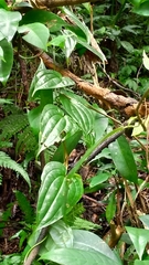 Stemona tuberosa