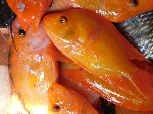 Amphilophus labiatus