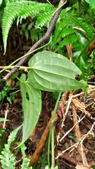 Stemona tuberosa