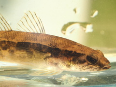 Pseudaphritis urvillii