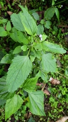 Ageratum conyzoides