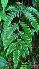 Arachniodes rhomboidea