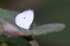 Neopithecops zalmora zalmora