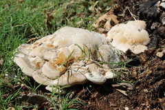 Fungi