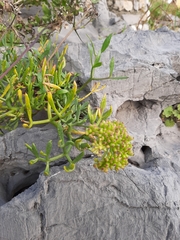 Crithmum maritimum