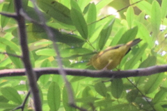 Phylloscopus burkii