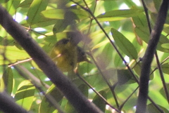 Phylloscopus burkii