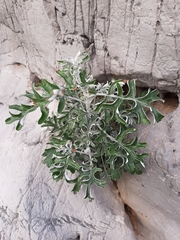 Jacobaea maritima