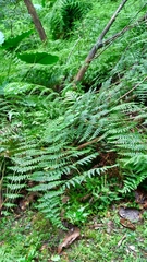 Dennstaedtia scandens