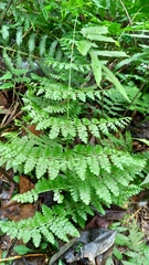 Dennstaedtia scandens