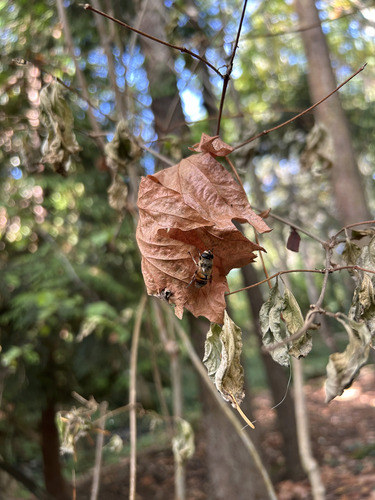 Unknown species found near Capital, British Columbia, Canada