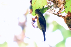 Chalcoparia singalensis