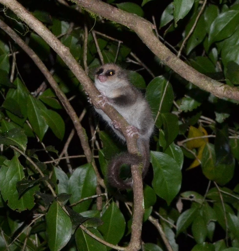 Hairy-Eared Dwarf Lemur