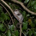 Lemur Orejipeludo - Photo (c) MantellaMan, algunos derechos reservados (CC BY-NC)