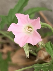 Convolvulus erubescens